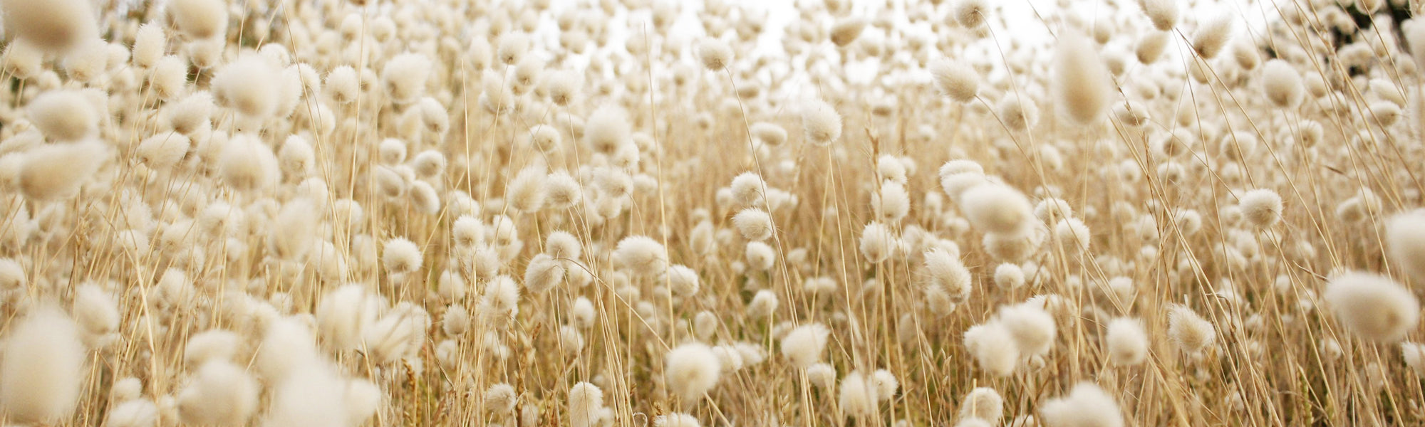 Cotélac acoté - matière cupro